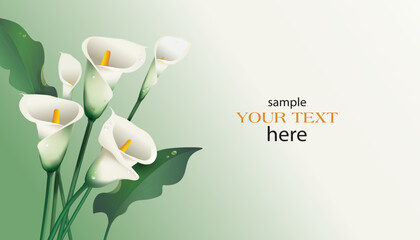 Bouquet of white calla flowers on a light green background. Vector illustration for greeting card or banner design with place for text.