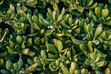 Small white berries stand out against green, tropical foliage