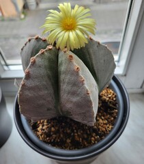 Bischofsm&uuml;tze - Astrophytum myriostigma