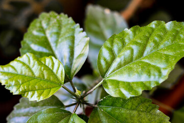 Beautiful Hibiscus fresh leaves during the summer