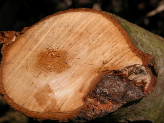 bois de chauffage