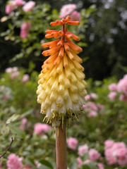 Fleur