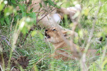 Naklejka na ściany i meble Young lion cub looking for his mother