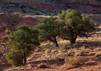 671-29 Pinyon Pine in Late Afternoon Light