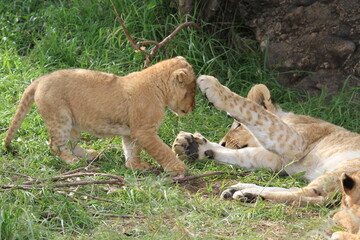 Naklejka na ściany i meble Young lion cub playing with his older brother