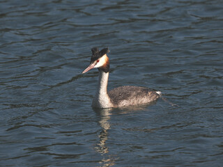 Adult Great Crested Grebe (Podiceps cristatus). Garbsen, Black Sea (Schwarzer See), Lower Saxony, Germany.