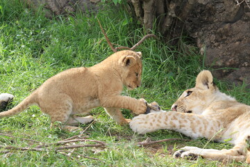 Young lion cub playing with his older brother