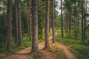 path in the forest
