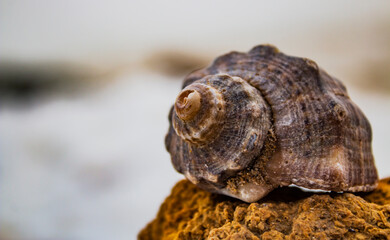 Seashell lies on a stone against the background of the sea in winter