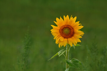 eine Sonnenblume auf einer Wiese