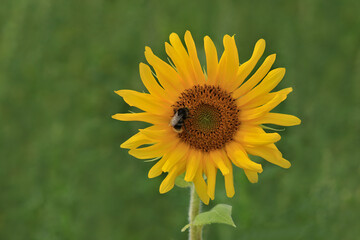 Fototapeta premium Sonnenblume mit Hummel auf den Staubgefäßen