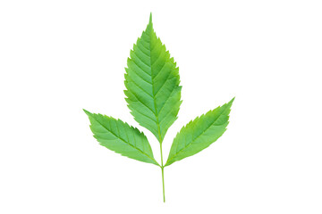 Green leaf Isolated on a white background. with clipping path