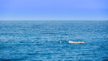 Inflatable boat alone in the blue sea