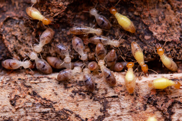 Termites eat wooden planks. Damage of a wooden house from termites.