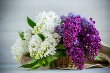 Bouquet of beautiful spring lilacs of different colors