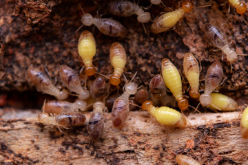 Termites eat wooden planks. Damage of a wooden house from termites.