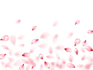 Pink sakura flower flying petals isolated on white vector background.
