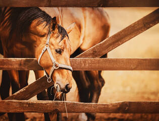Portrait of a beautiful bay horse eating hay and standing behind a wooden fence of a paddock on a...
