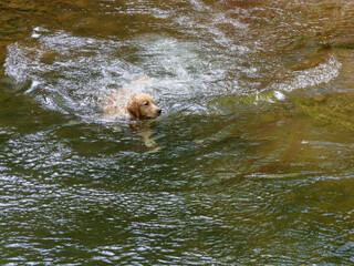 Perro nadando en el rio, Cascadas de Xorroxin, Navarra, España.