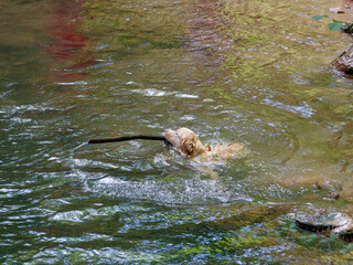 Perro nadando en el rio, Cascadas de Xorroxin, Navarra, España.