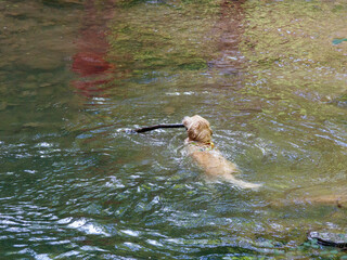 Perro nadando en el rio, Cascadas de Xorroxin, Navarra, España.