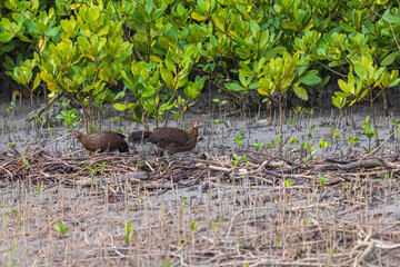 Red junglefowl (Gallus gallus) at Sundarban NP, West Bengal, India
