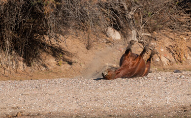 Wild horse Along the Salt River Arizona