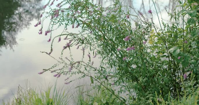 Purple Loosestrife with flowers growing next to a calm fresh water pond. 