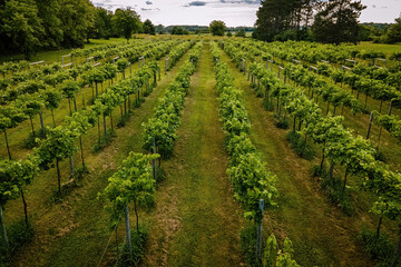 Fototapeta na wymiar Wisconsin summertime vineyards near farms