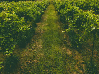 Wisconsin summertime vineyards near farms