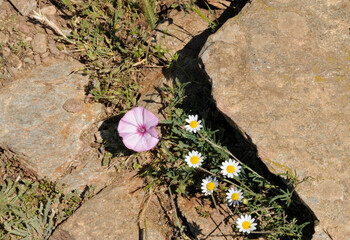 Blumen am Fels