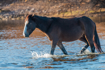 Wild horse Along the Salt River Arizona