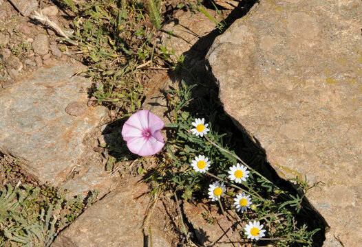 Blumen am Fels