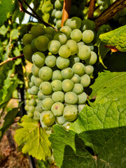 Ripe grapes in autumn