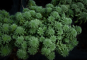 Mysterious green of Sedum Pulchellum 'Sea Star'. A succulent plant with fleshy, needle-like, mid- to bright green leaves.