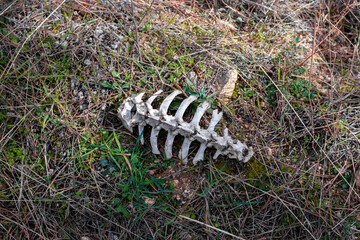 Skeleton laying in the grass