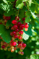 Close-up of ripe red Ribes rubrum