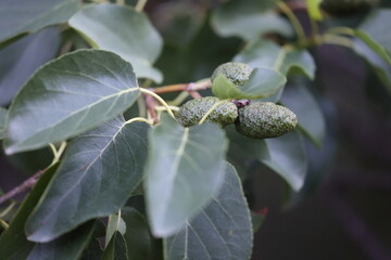 leafs and fruits or cones of an italian alder