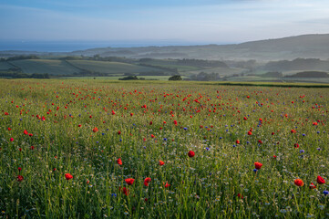Early morning vista of Stogumber wild flowers with views over misty fields to the Bristol Channel