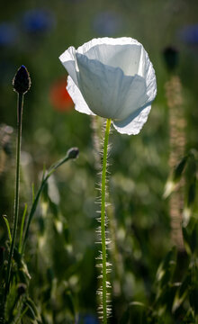 A backlit single white poppy in a wild flower field  showing the hairs on the stem