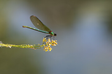 Calopteryx splendens - Banded demoiselle - Caloptéryx éclatant