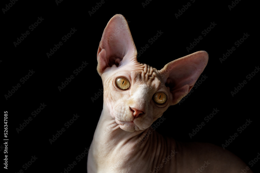 Wall mural cat breed Canadian Sphynx on a black