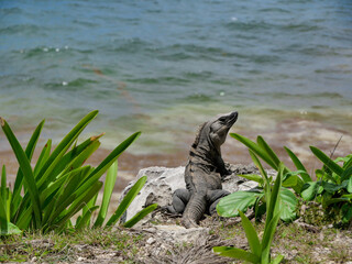 iguana on the rock