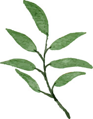 Watercolor Leaves Illustration leaf for Decorative Element