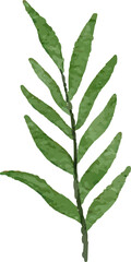Watercolor Leaves Illustration leaf for Decorative Element