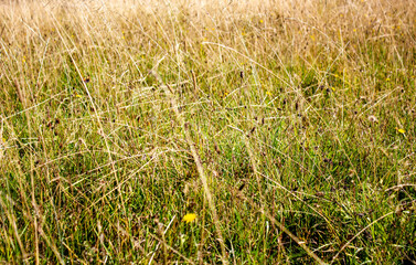 Summer field. Field grass. Spikelets, grass, plants in the field close-up background.