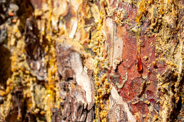 Pine resin. Amber yellow, transparent natural resin on wood.Drops of pine resin against the...