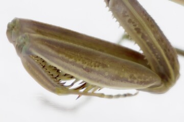 Praying Mantis Study 2022-8