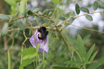 Bee Eating Nector On A Flower