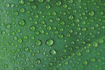 Water drops on monstera leaf. Macro shot of small water droplets on green. Backdrop for eco-friendly organic products presentation. Backplate for ecological design projects. Abstract wallpaper